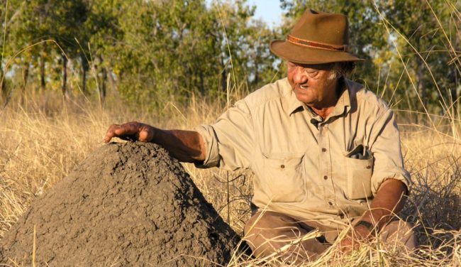 Wardaman Elder Yidumduma Bill Harney shares how black soil termite mounds are used in bush medicine for healing and spiritual strength.