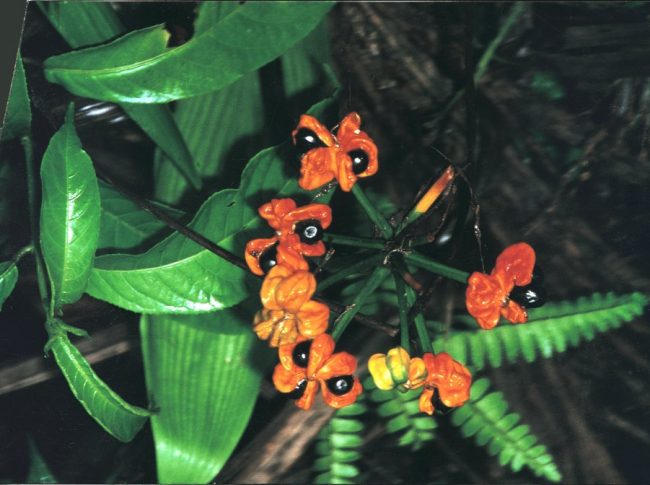 peru-amazon-P-AMZ-11-contraceptive-plant