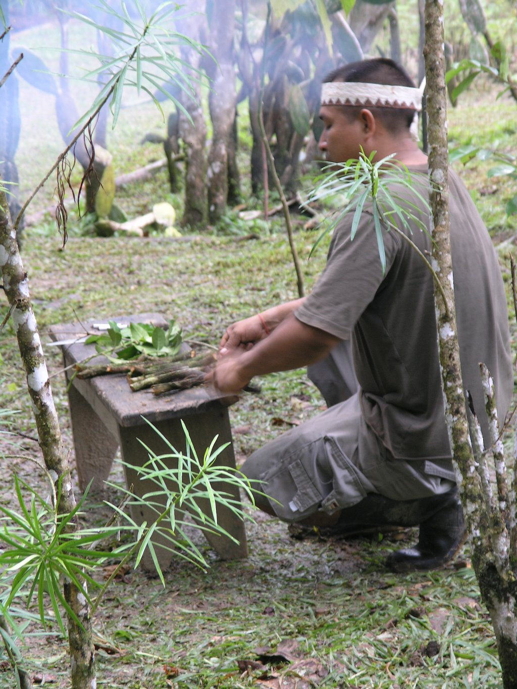 peru-amazon-P-AMZ-15-Cutting-the-Banisteriopsis-(1)